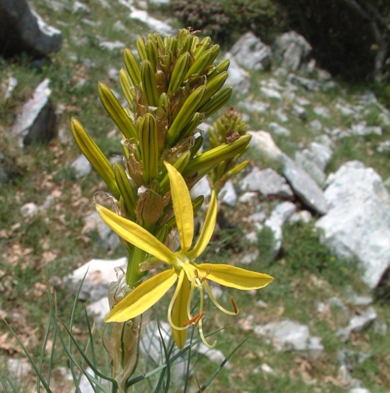 Asphodeline lutea / Asfodelo giallo